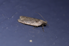 Phaeosaces compsotypa