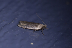 Phaeosaces compsotypa