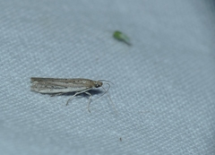 Homoeosoma nebulella