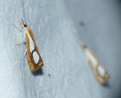 Catoptria pinella