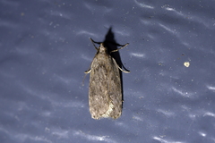 Phaeosaces compsotypa