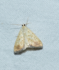 Evergestis extimalis