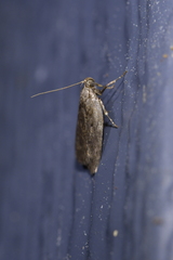 Phaeosaces compsotypa