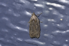 Phaeosaces compsotypa