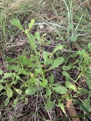 Sphaeromorphaea australis