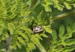 Zygogramma bicolorata