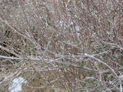 Olearia bullata