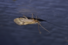 Pycnocentrodes aeris