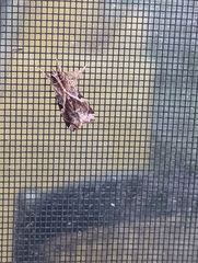 Callopistria floridensis