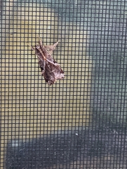 Callopistria floridensis