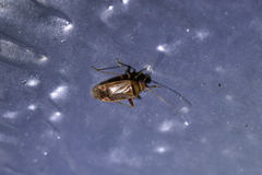 Diomocoris
