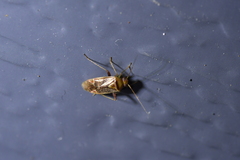Diomocoris