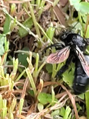 Xylocopa tranquebarorum
