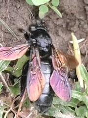 Xylocopa tranquebarorum