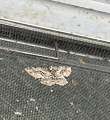 Megabiston plumosaria