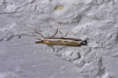 Orocrambus flexuosellus