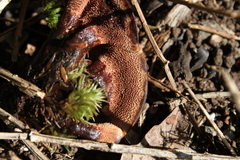 Hydnellum aurantiacum