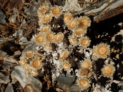 Anaphalis nepalensis