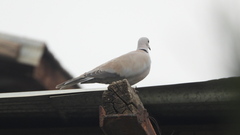 Streptopelia decaocto