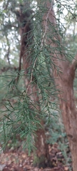 Chamaecyparis thyoides