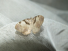 Anticlea derivata