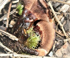 Hydnellum aurantiacum