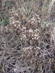 Traversia baccharoides
