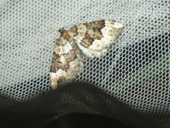 Lampropteryx suffumata