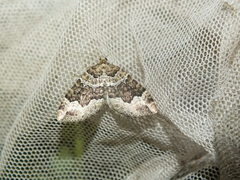 Lampropteryx suffumata