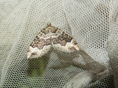 Lampropteryx suffumata