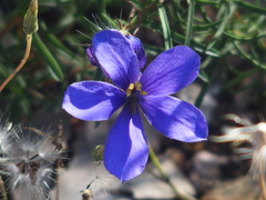 Cheiranthera linearis