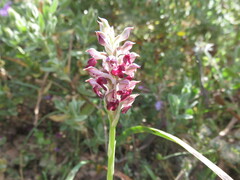Anacamptis coriophora