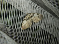 Anticlea derivata