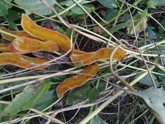 Mucuna pruriens