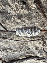 Densipora corrugata