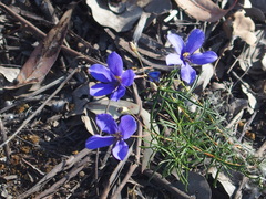 Cheiranthera linearis