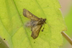 Cnaphalocrocis medinalis