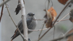 Phoenicurus ochruros