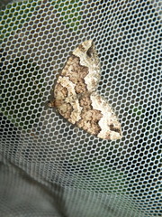 Lampropteryx suffumata