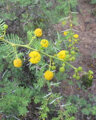 Vachellia karroo
