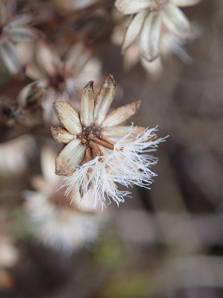 Traversia