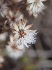 Traversia baccharoides