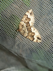 Lampropteryx suffumata