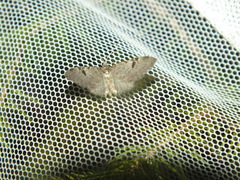 Eupithecia conterminata