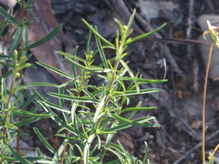 Cheiranthera linearis