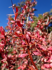 Berberis morrisonensis