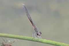 Libellago indica