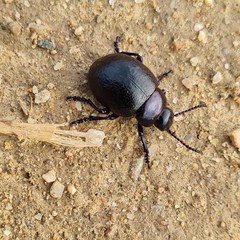 Timarcha goettingensis