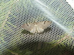 Eupithecia conterminata