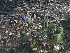 Cheiranthera linearis